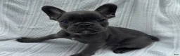 French Bulldog dogs for sale: French Bulldog 5 - Ad 9