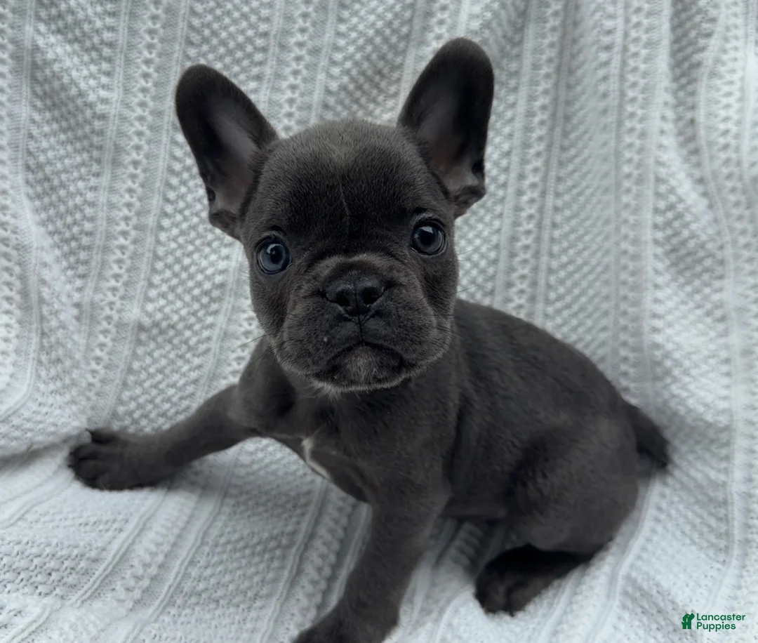 French Bulldog dogs for sale: French Bulldog 5 - Ad 9