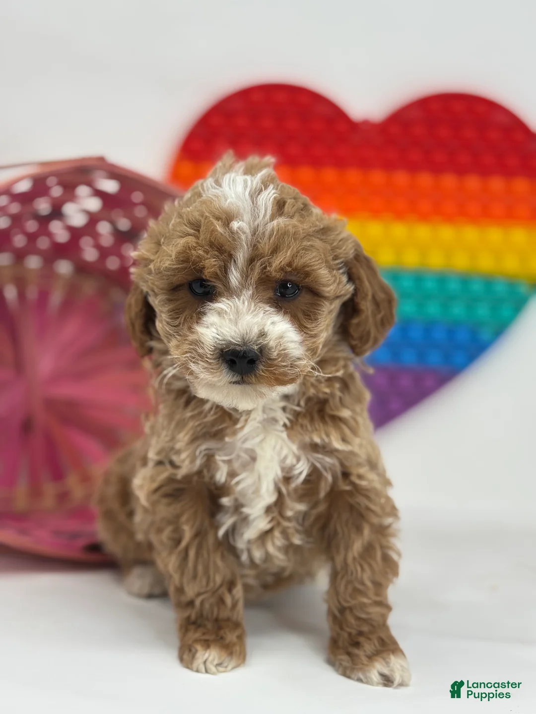 Mini Goldendoodle dogs for sale: Delilah - Ad 2