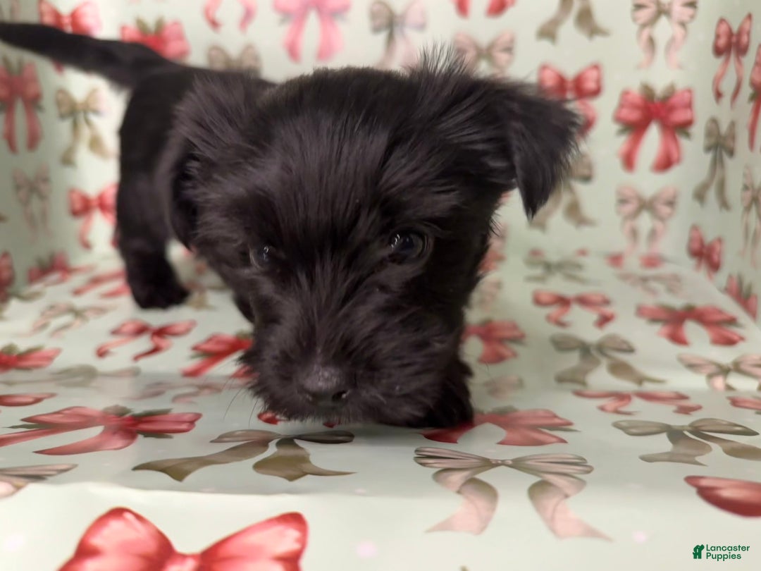 Yorkshire Terrier dogs for sale: Payton - Ad 3