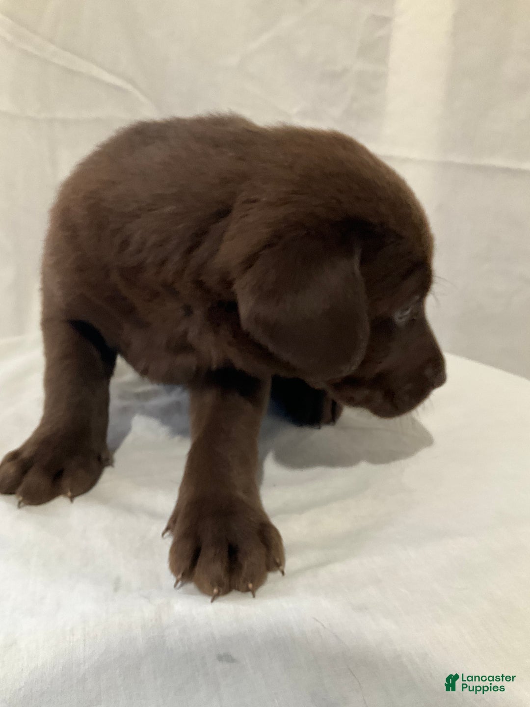 Labrador Retriever dogs for sale: Lexi - Ad 4