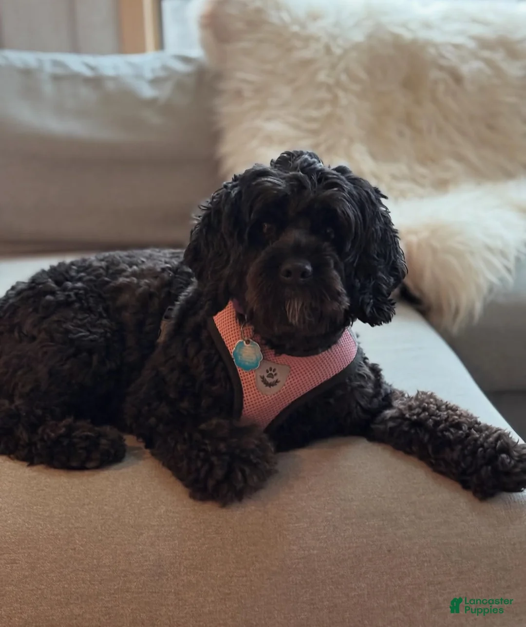 Cockapoo dogs for sale: April - Ad 5