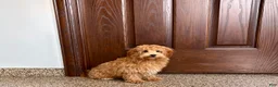 Havapoo dogs for sale: Havapoo Puppy 3 - Ad 7