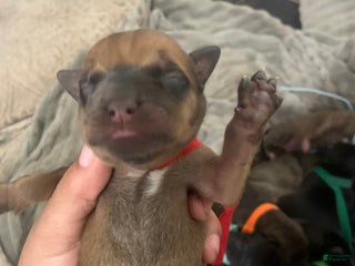 Mixed Breed dogs - Ad 12