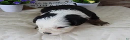 Mini Bernedoodle dogs for sale: Male #9 (Splash's) - Ad 6