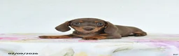 Miniature Dachshund dogs for sale: Ruby - Ad 3