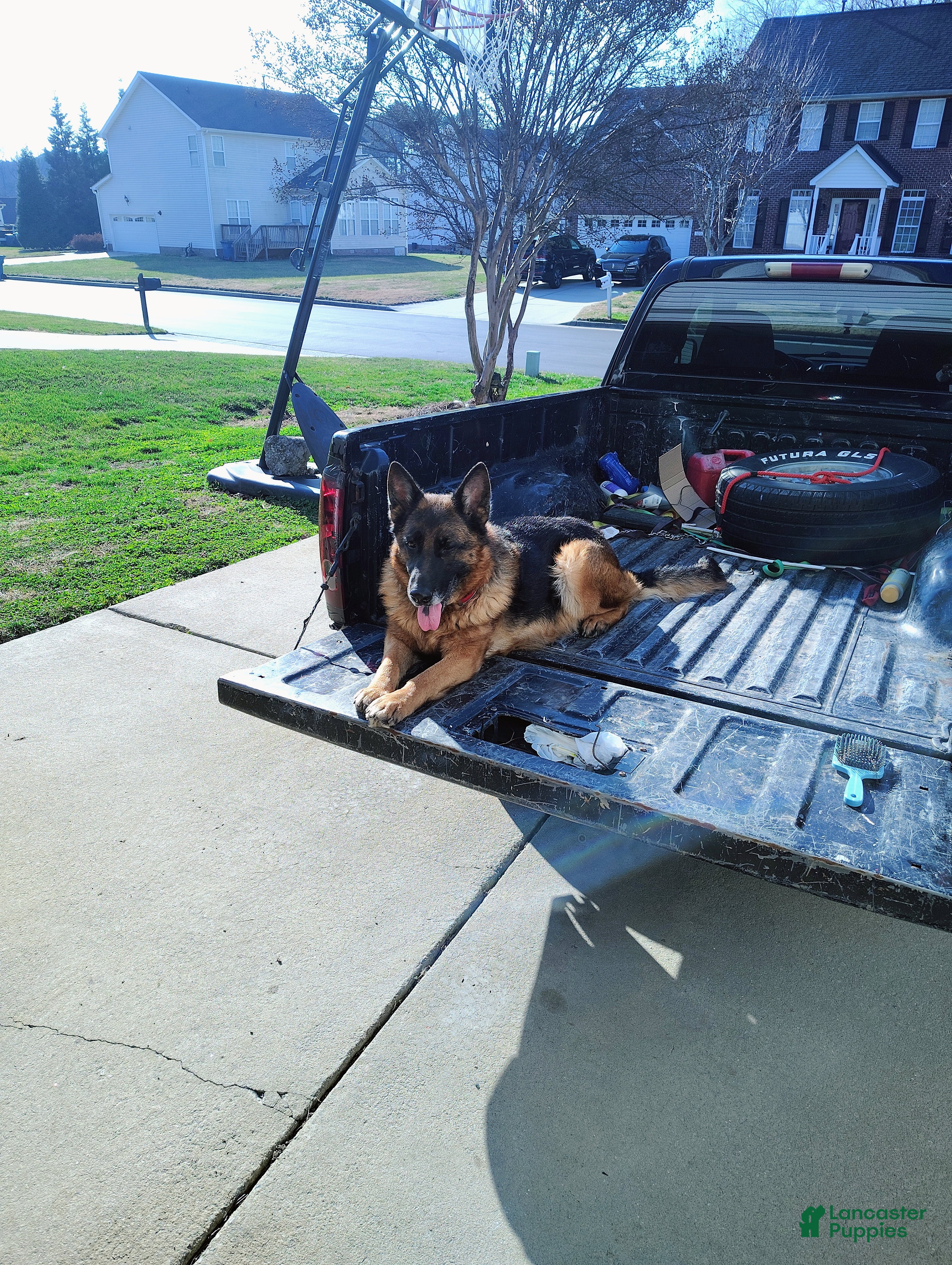 German Shepherd dogs Mocha  - Ad 2