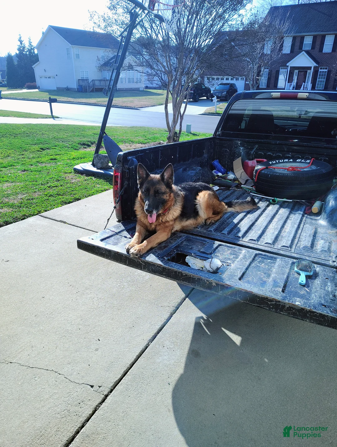 German Shepherd dogs for sale: Luke  - Ad 2