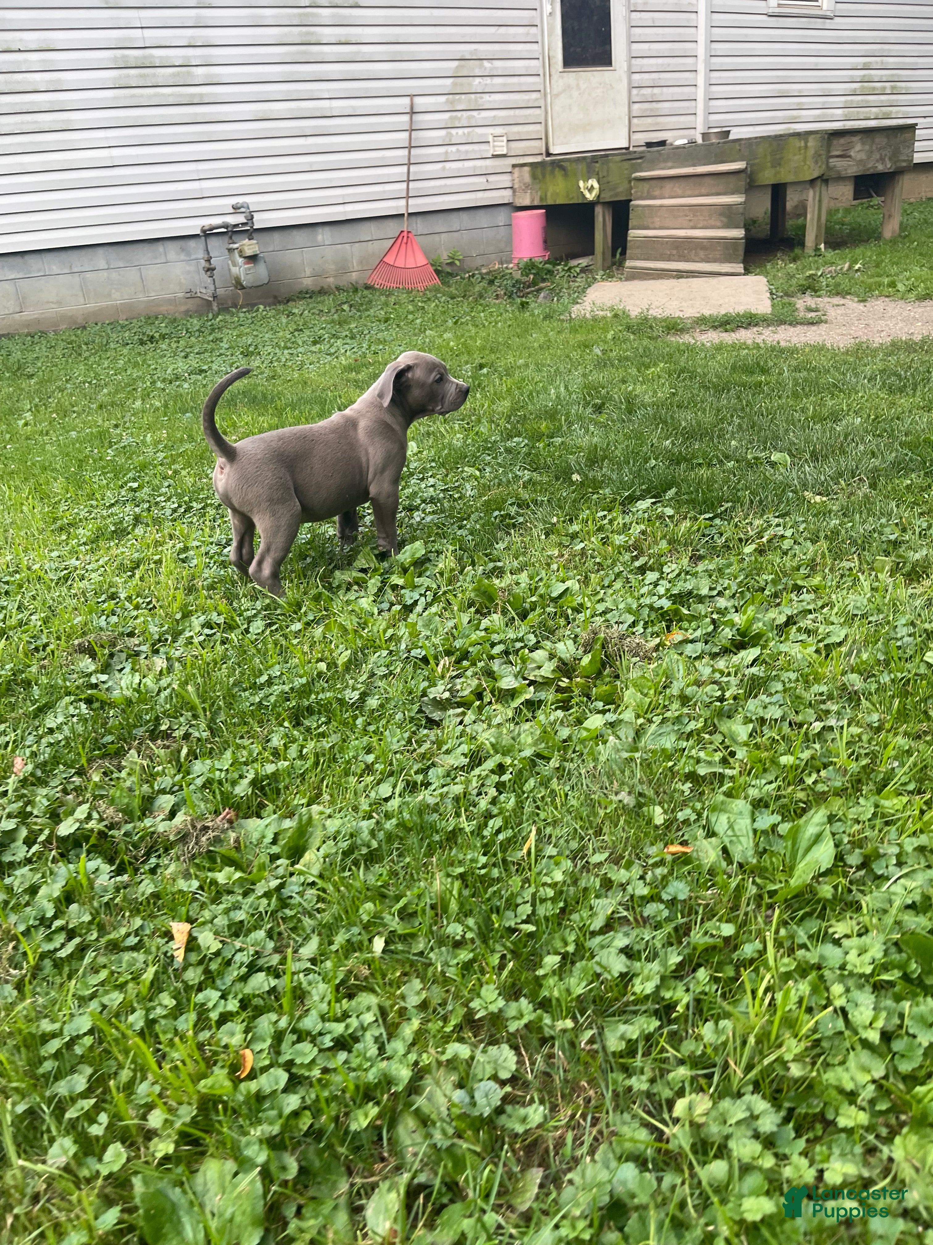 American Bully dogs American Bully 1 - Ad 2