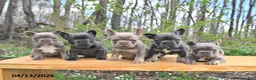 French Bulldog dogs for sale: Boon  - Ad 5