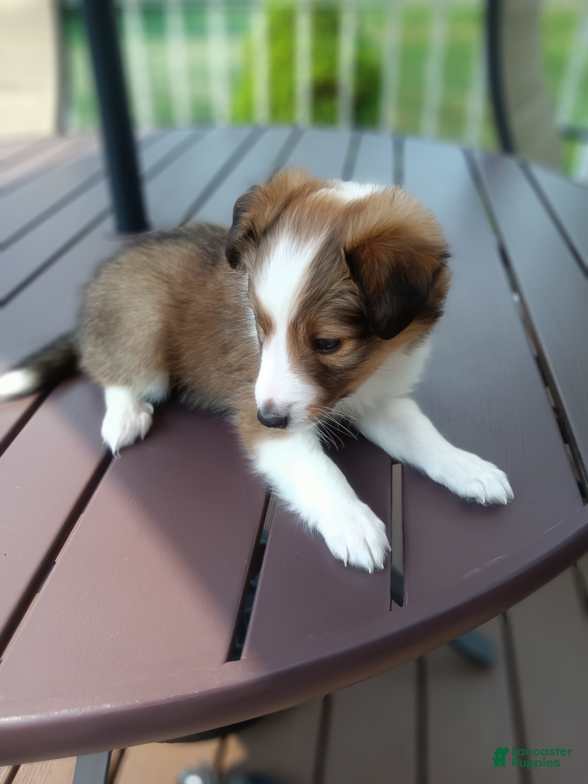 Shetland Sheepdog dogs Shetland Sheepdog 4 - Ad 2