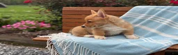 Welsh Corgi Pembroke dogs for sale: Jasper - Ad 3