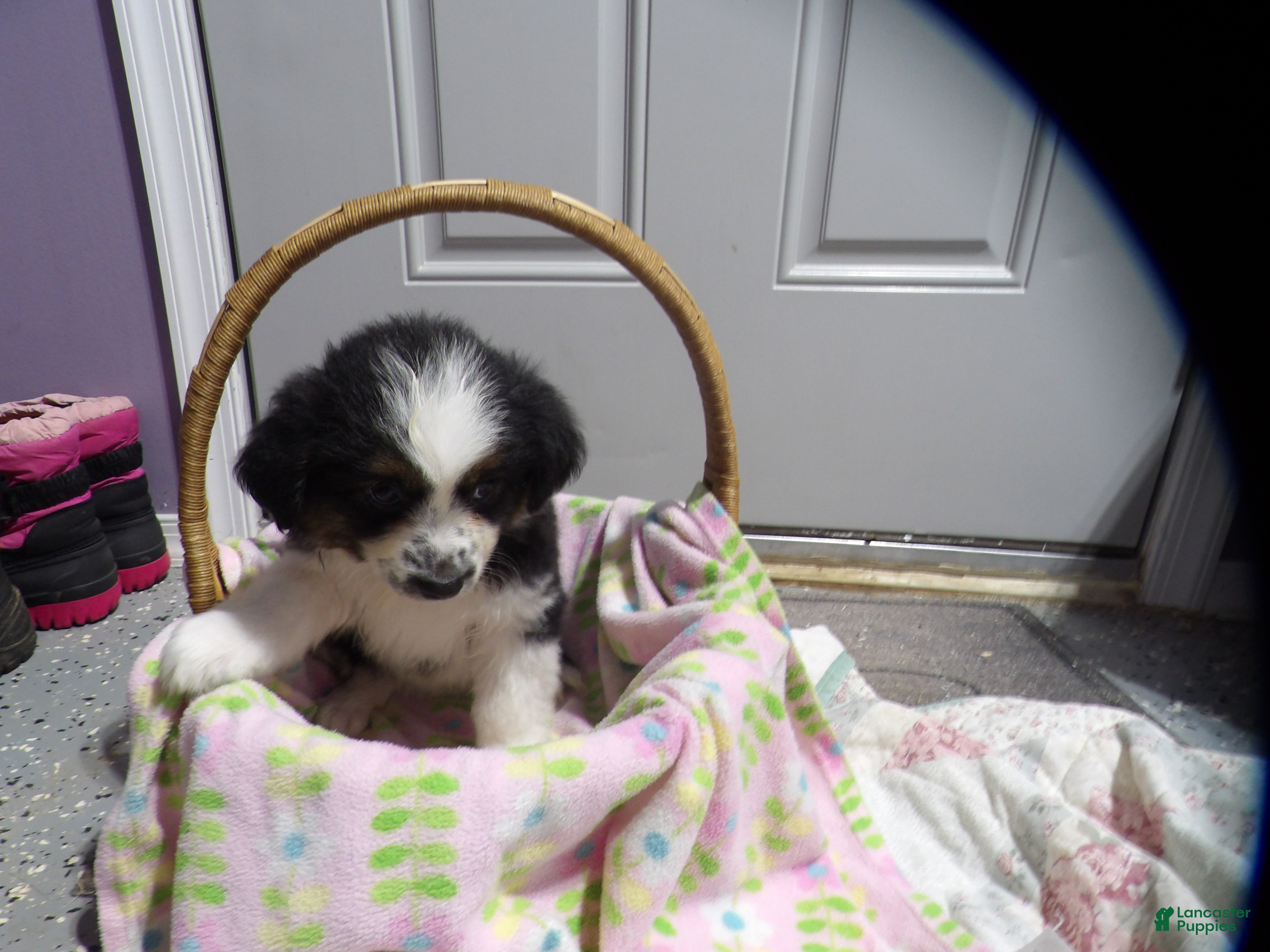 Miniature Australian Shepherd dogs Maggie - Ad 1