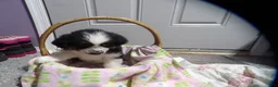 Miniature Australian Shepherd dogs for sale: Maggie - Ad 1