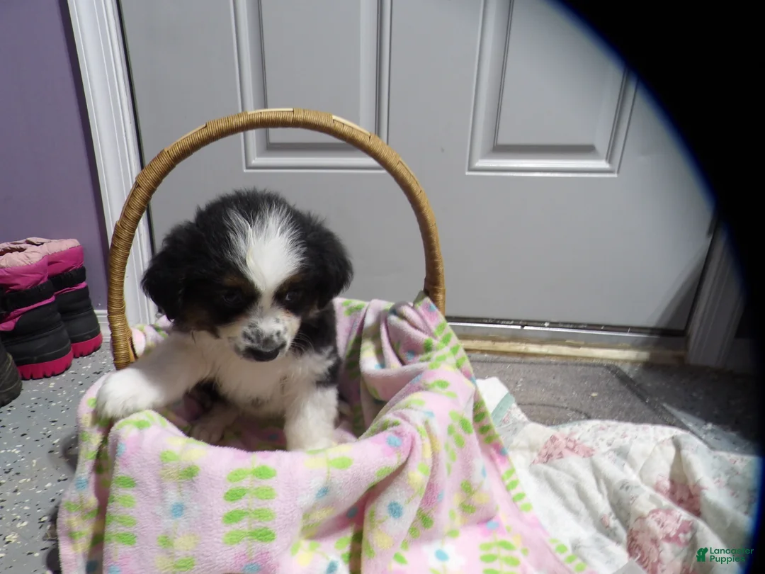 Miniature Australian Shepherd dogs for sale: Maggie - Ad 1