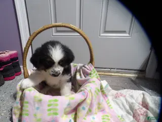 Miniature Australian Shepherd dogs for sale: Maggie - Ad 3