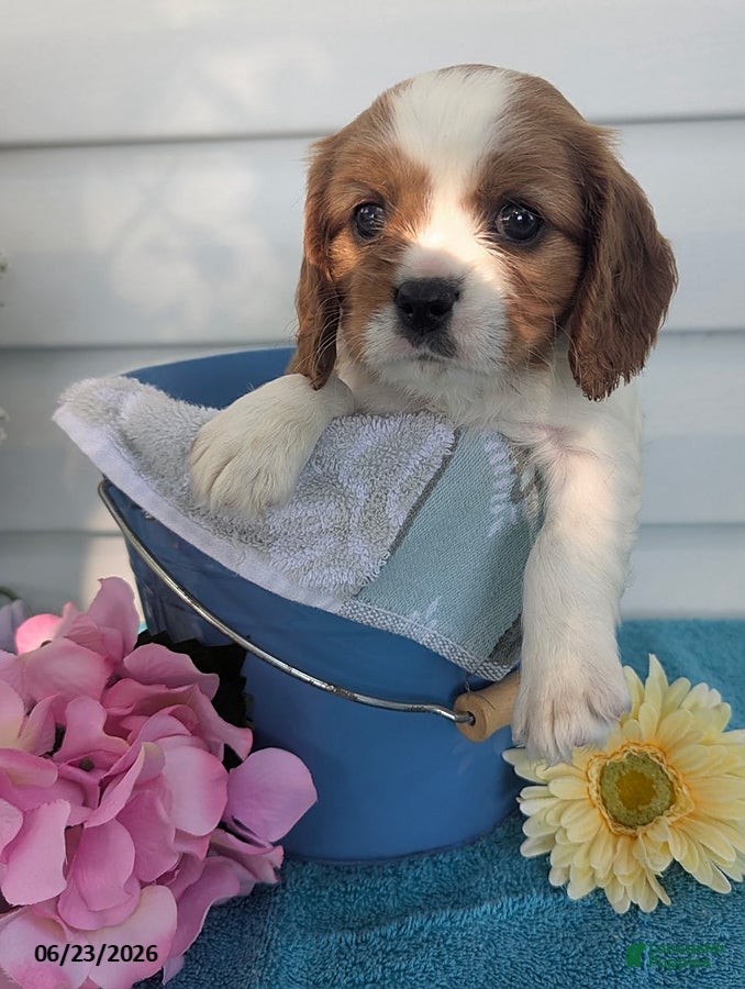 Cavalier King Charles Spaniel dogs Lori - Ad 1