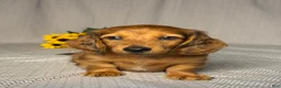 Miniature Dachshund dogs for sale: Amy - Ad 1
