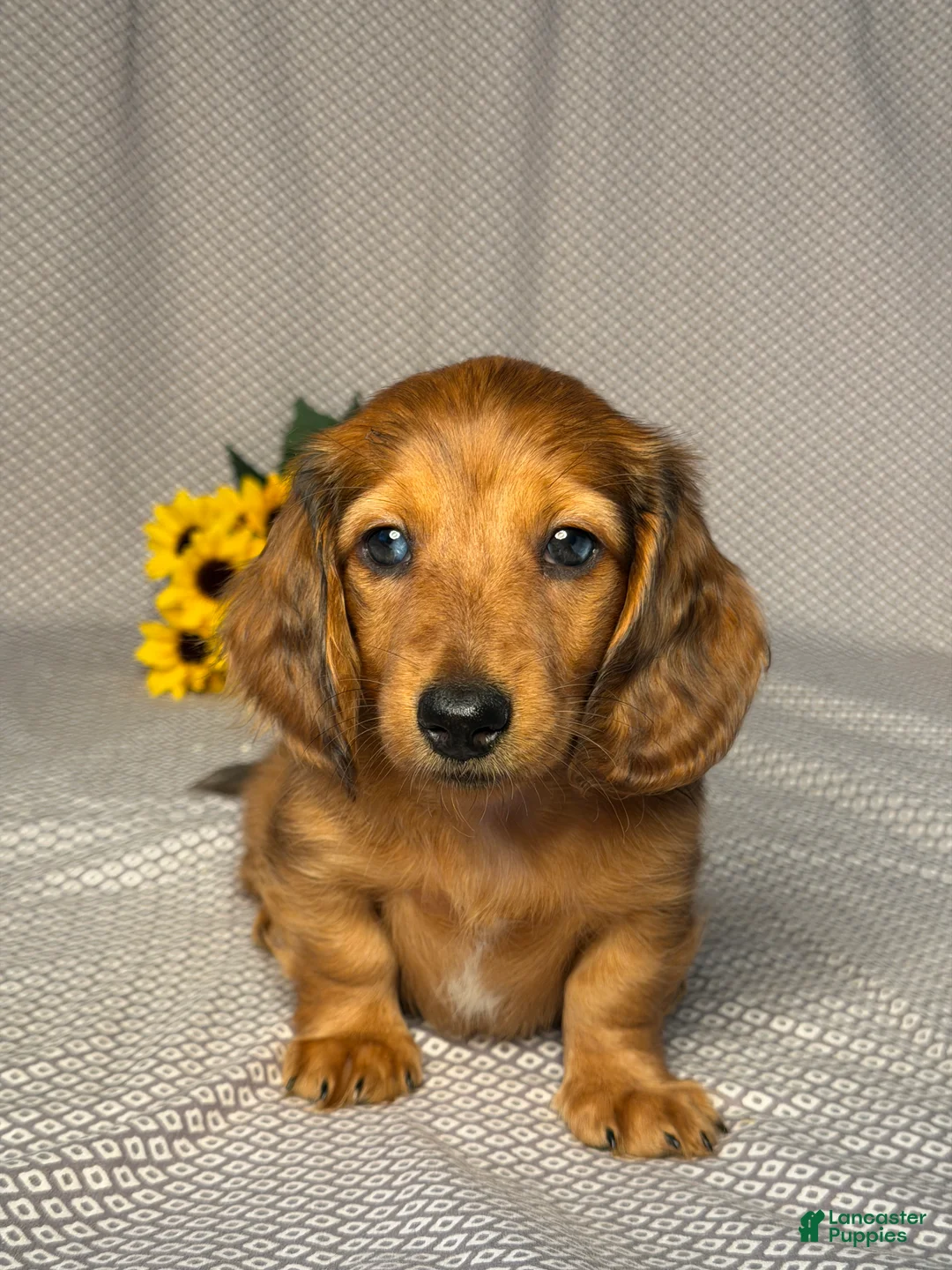 Miniature Dachshund dogs for sale: Amy - Ad 1
