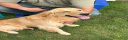 Golden Retriever dogs for sale: Roxie (pink) - Ad 18