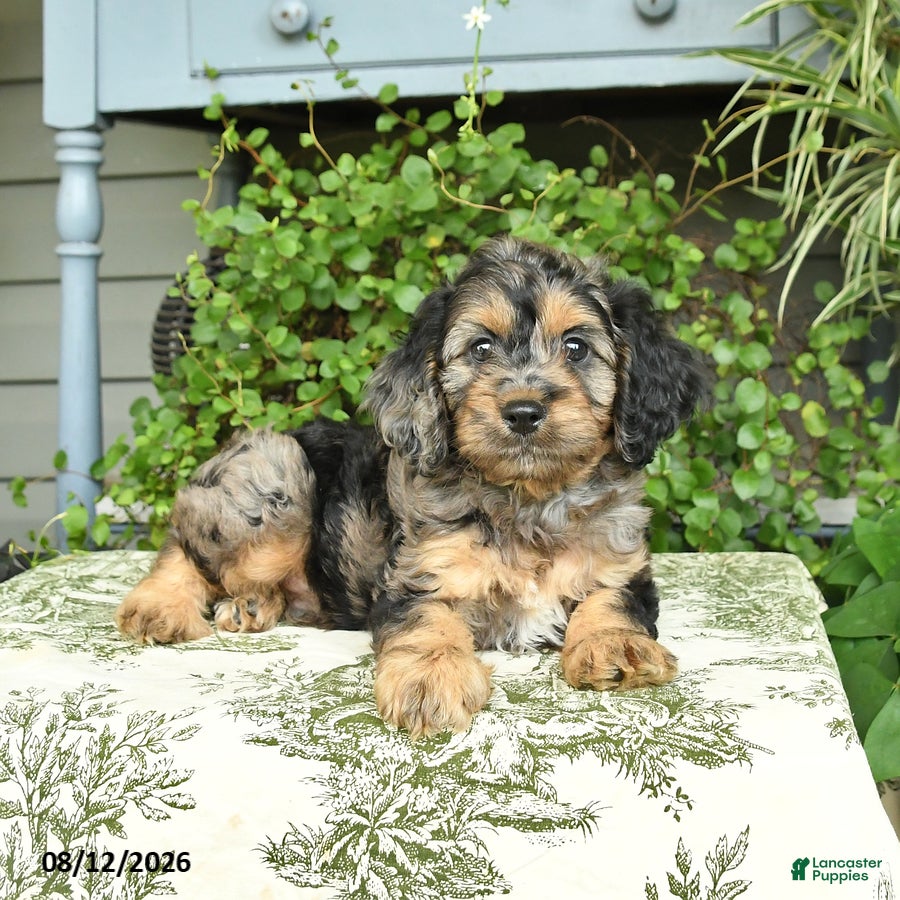 Cockapoo dogs Benji - Ad 2