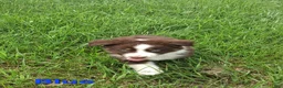 Australian Shepherd dogs for sale: Blue - Ad 7