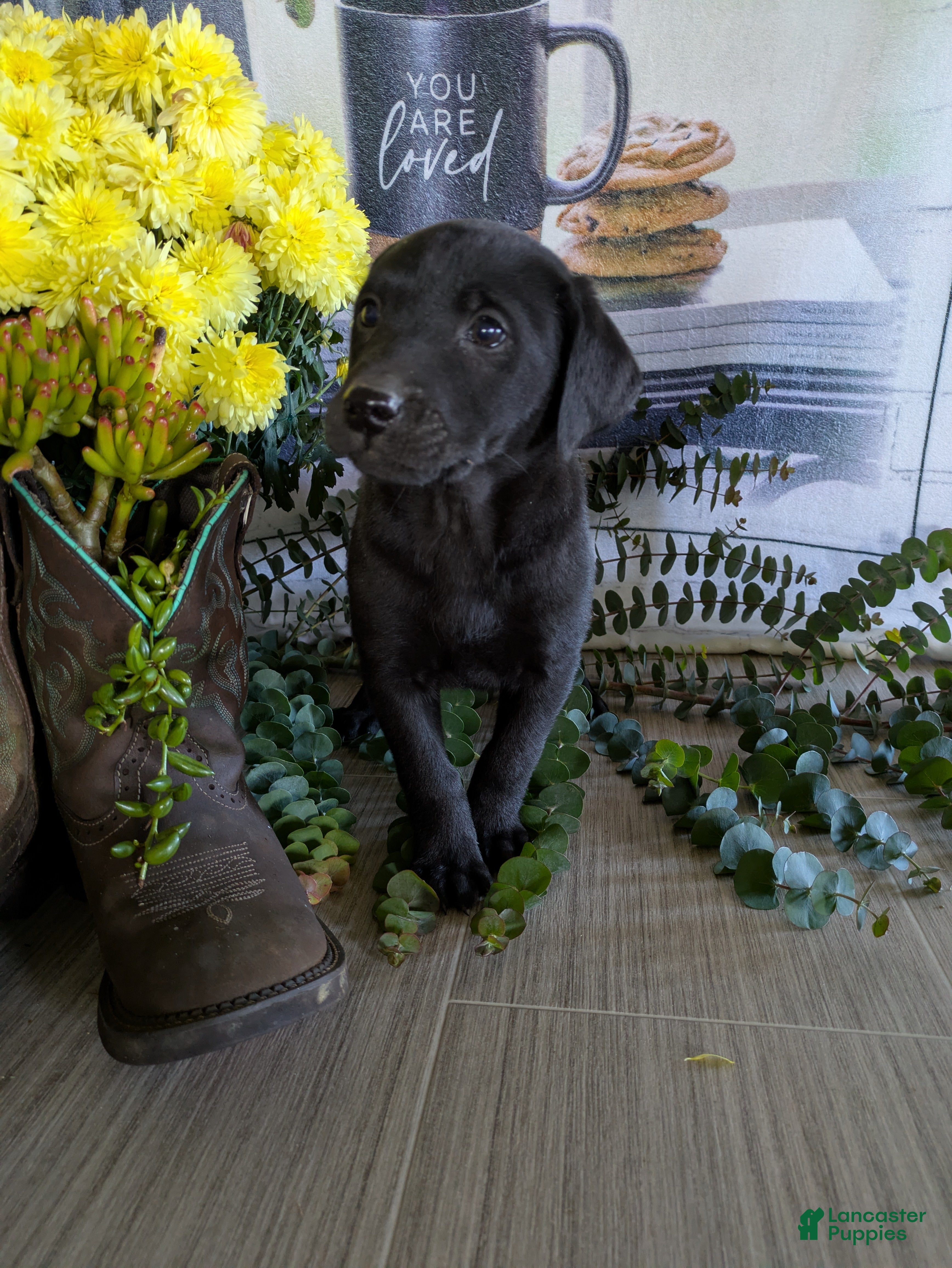 Labrador Retriever dogs Sophie - Ad 35