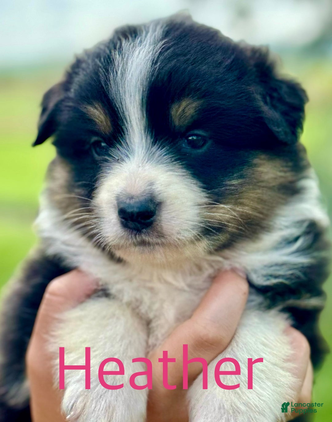 Australian Shepherd dogs for sale: Toothless - Ad 7