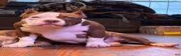 American Bully dogs for sale: Choco/White Female  - Ad 1