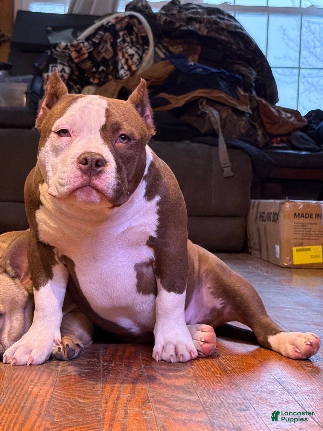 American Bully dogs for sale: Choco/White Female  - Ad 1