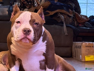 American Bully dogs Choco/White Female - Ad 6