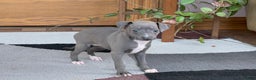 Italian Greyhound dogs for sale: Kk - Ad 2