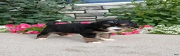 Bernedoodle dogs for sale: Layne - Ad 3