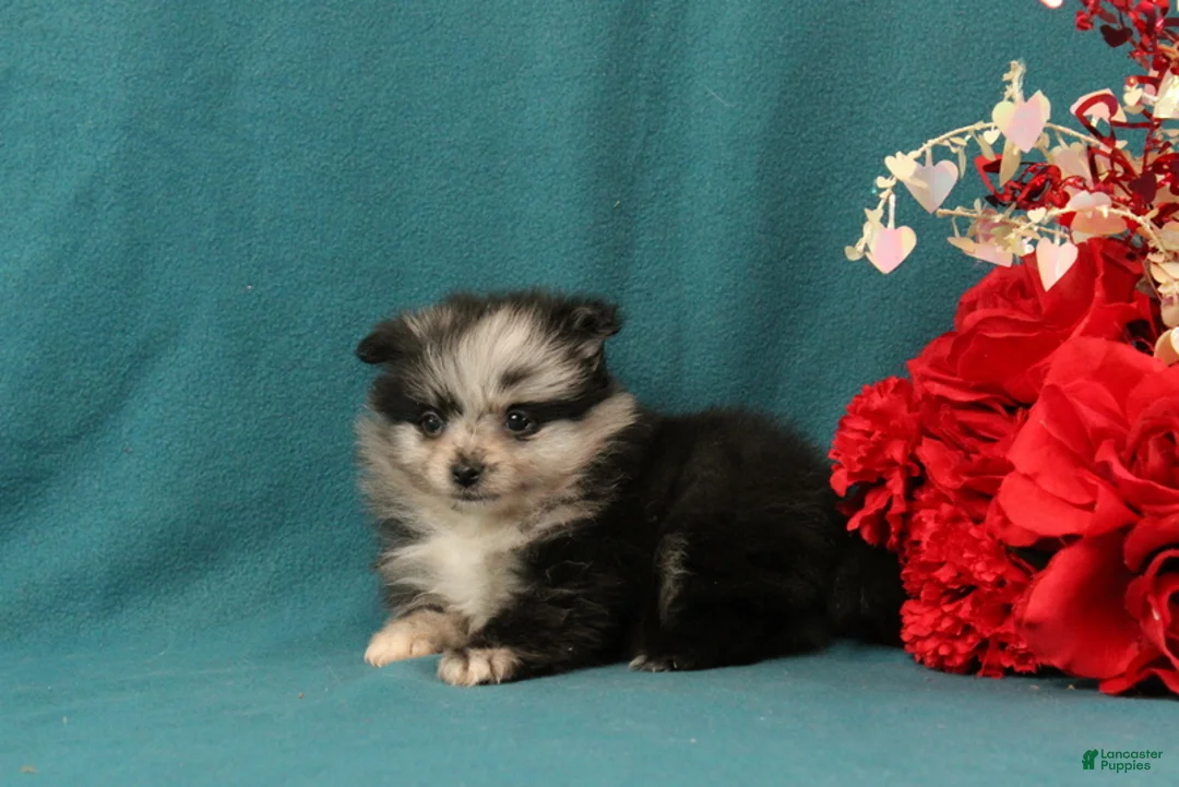 Pomeranian dogs for sale: Timothy - Ad 3