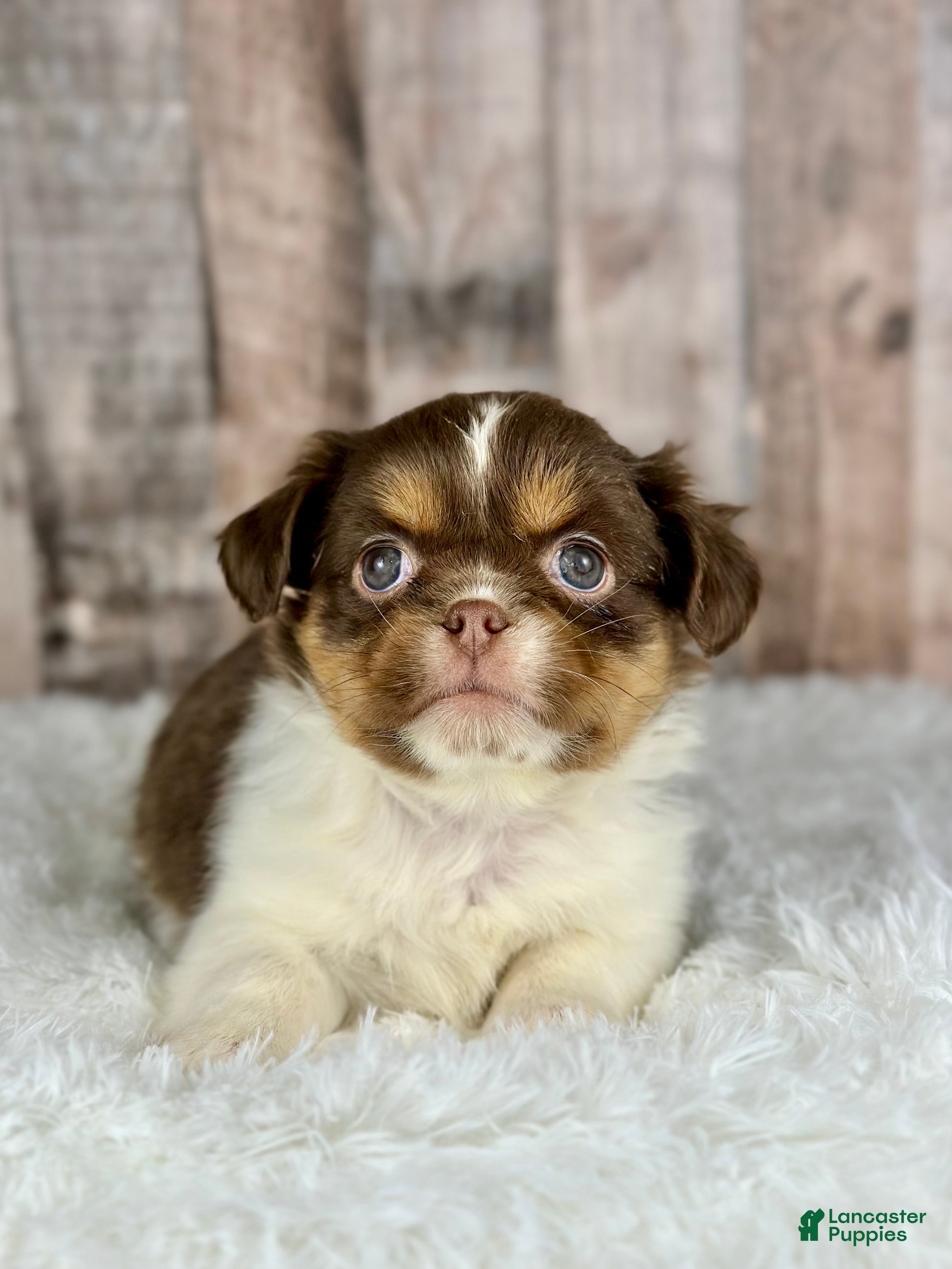 Shih Tzu dogs Girl Kinsley - 8935 - Ad 10