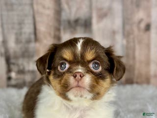 Shih Tzu dogs Girl Kinsley - 8935 - Ad 30