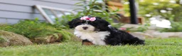 Mini Bernedoodle dogs for sale: Annie - Ad 6