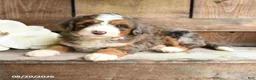 Mini Bernedoodle dogs for sale: Sarge - Ad 3