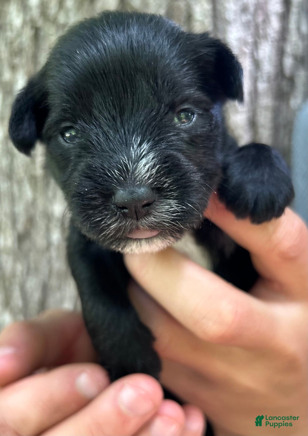 Miniature Schnauzer dogs for sale: Cory - Ad 7