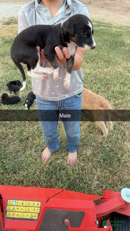 Greyhound dogs Boy 3 - Ad 2