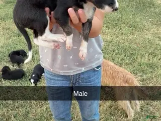 Greyhound dogs Boy 3 - Ad 2