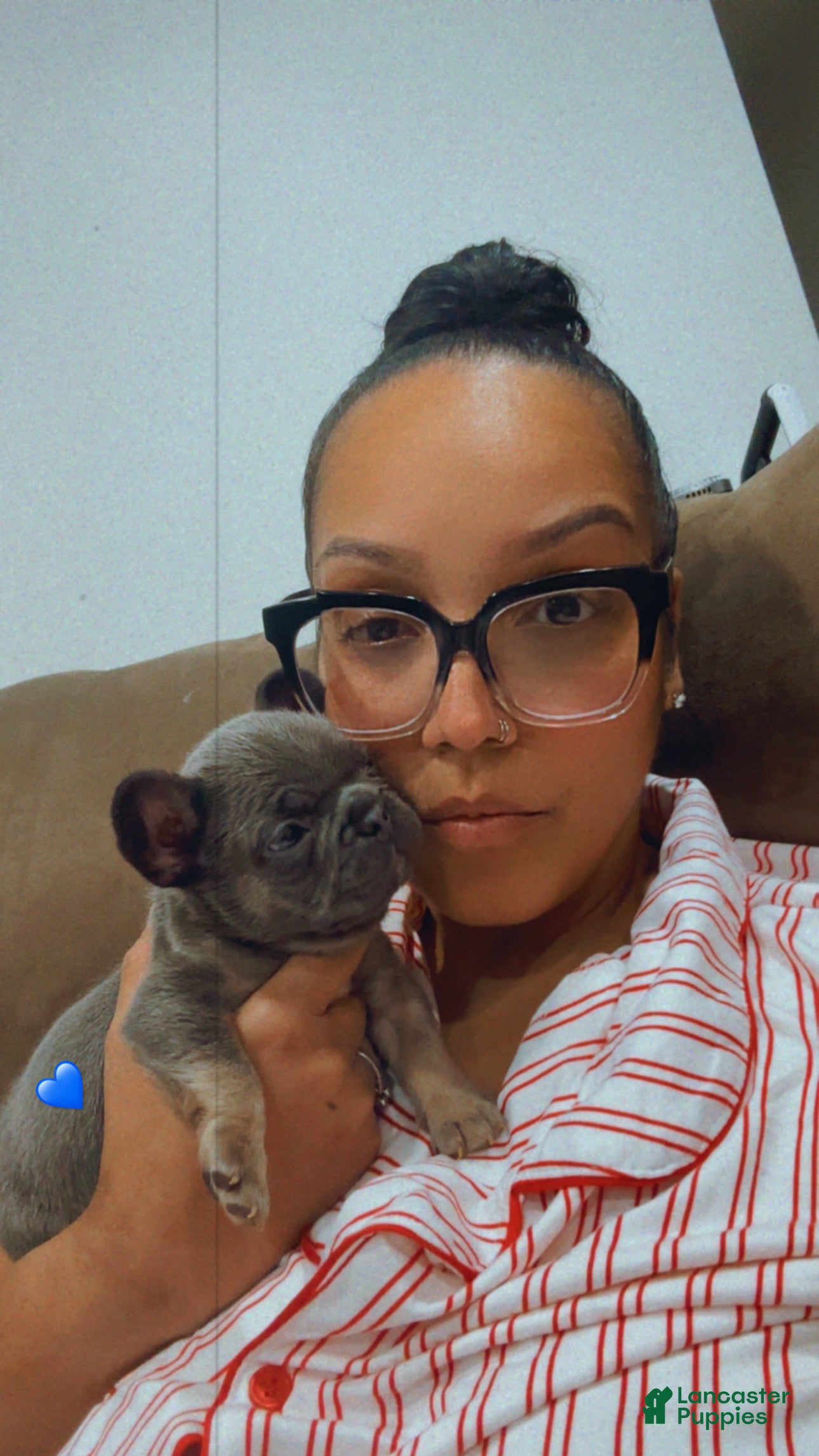 French Bulldog dogs Prince - Ad 17