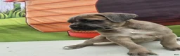 Cane Corso dogs for sale: COCO - Ad 8