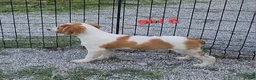 Brittany Spaniel dogs for sale: AKC/UKC French Brittany Annie's Girl 6 - Ad 4