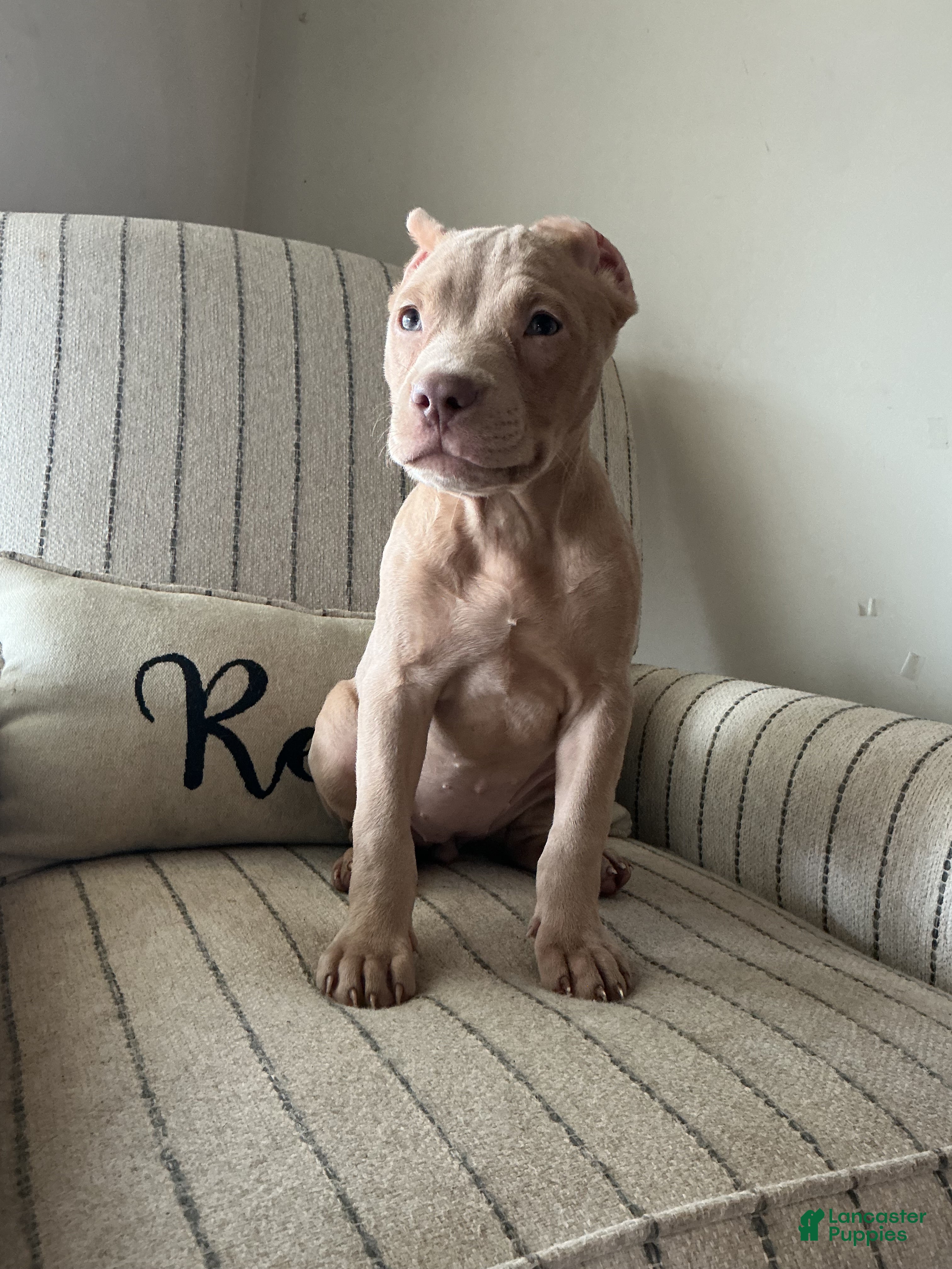 American Bully dogs Lola - Ad 2