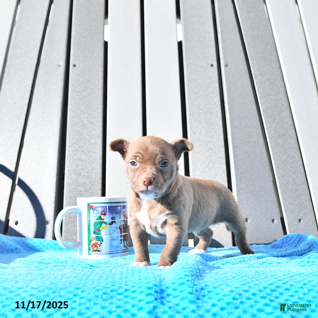 Chihuahua dogs for sale: Mr. Chocolate - Ad 8