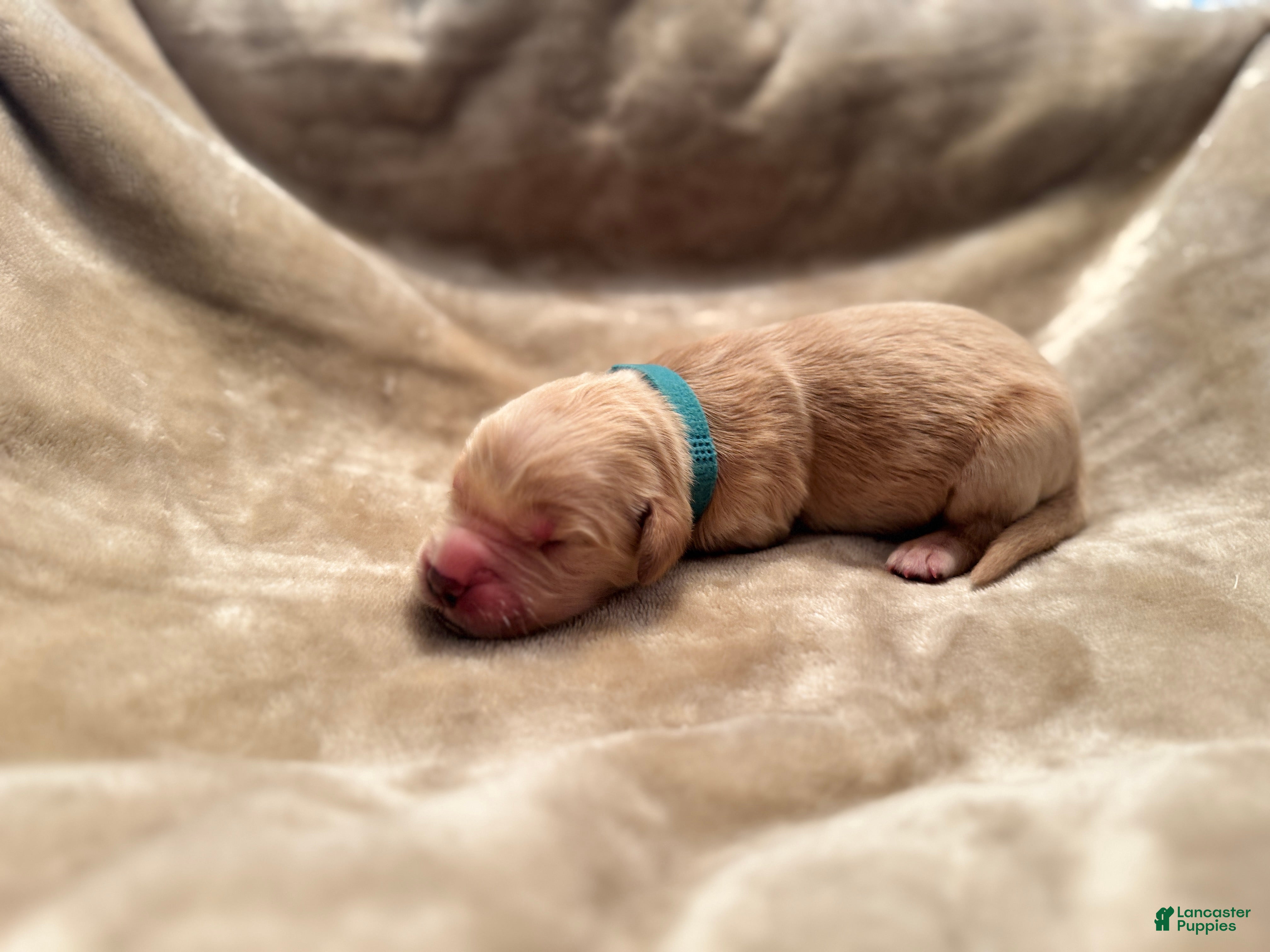 Golden Retriever dogs for sale: Golden Retriever 2 - Ad 2