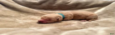 Golden Retriever 2
