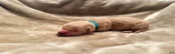 Golden Retriever dogs for sale: Golden Retriever 2 - Ad 1