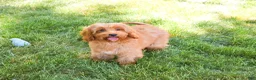 Cavapoo dogs for sale: Amore  - Ad 4